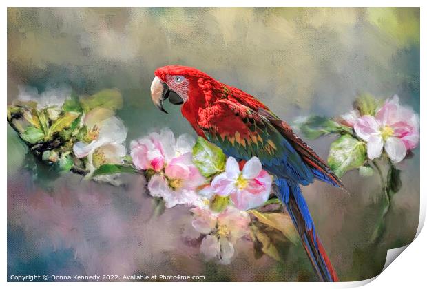 Scarlet Macaw Print by Donna Kennedy