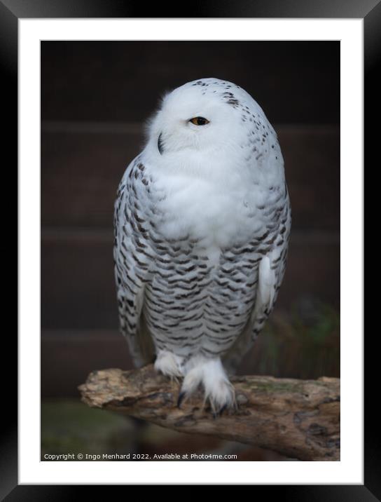 Closeup shot of a snowy owl bird standing on the branch on the blurred b Framed Mounted Print by Ingo Menhard