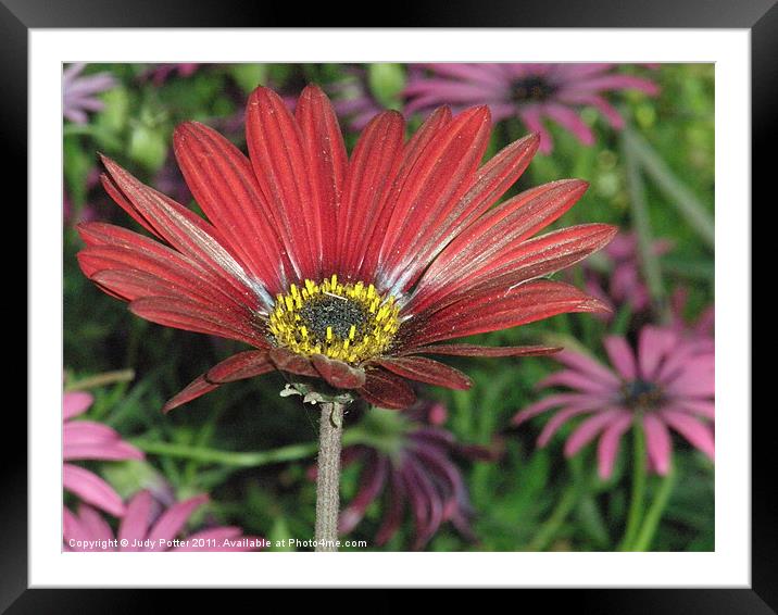 Red Daisy - Macro Framed Mounted Print by Judy Potter