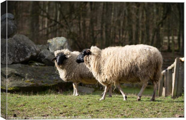 Selective focus shot of sheep in the farm Canvas Print by Ingo Menhard