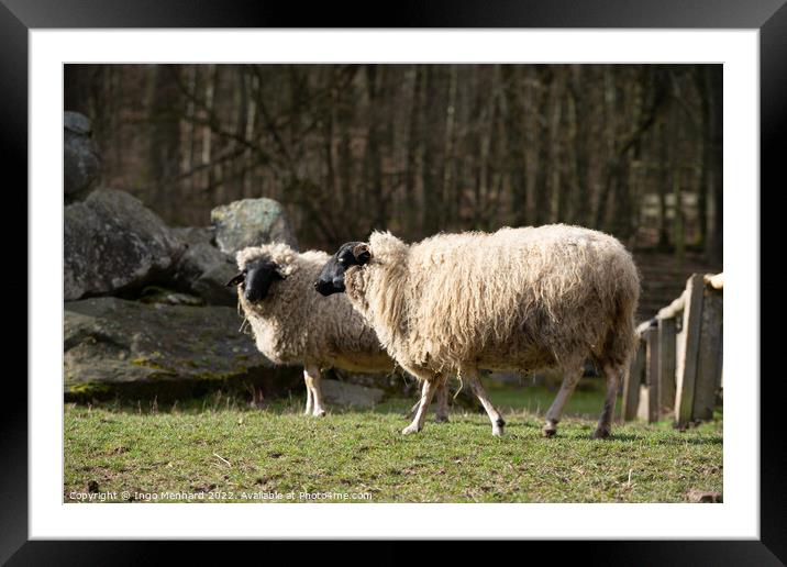 Selective focus shot of sheep in the farm Framed Mounted Print by Ingo Menhard