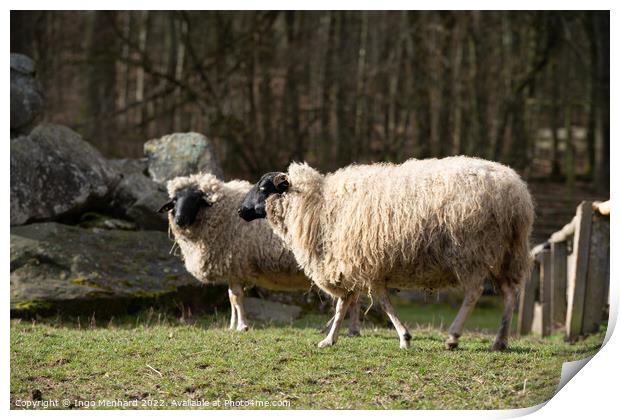 Selective focus shot of sheep in the farm Print by Ingo Menhard