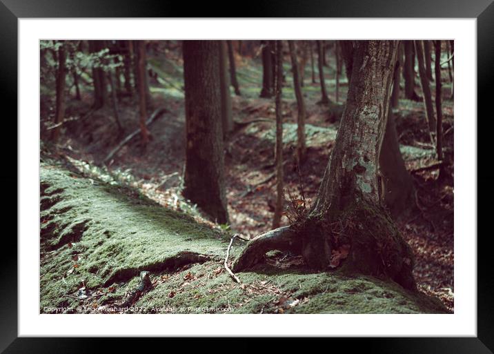 Closeup of tree trunks in a forest Framed Mounted Print by Ingo Menhard