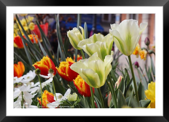 Green Tulips and Spring Flowers Framed Mounted Print by Imladris 
