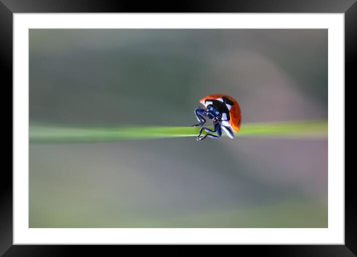 The Love ♥ Bug Framed Mounted Print by Mark Jones