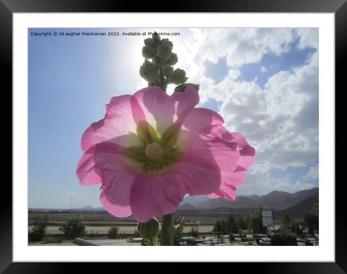 Hollyhock Framed Mounted Print by Ali asghar Mazinanian