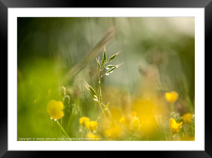  grass and buttercups  with dew drops Framed Mounted Print by Simon Johnson