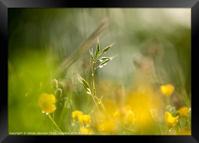  grass and buttercups  with dew drops Framed Print by Simon Johnson