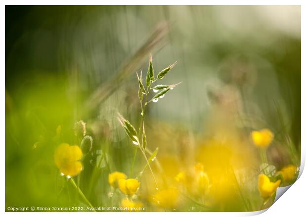 grass and buttercups  with dew drops Print by Simon Johnson