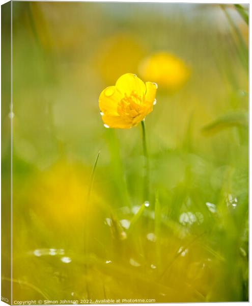 A close up of a  buttercup flower with morning dew Canvas Print by Simon Johnson