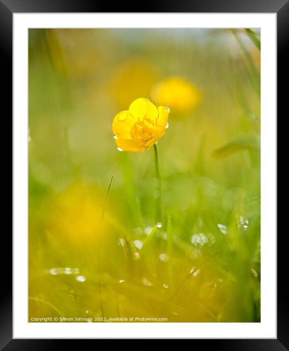 A close up of a  buttercup flower with morning dew Framed Mounted Print by Simon Johnson