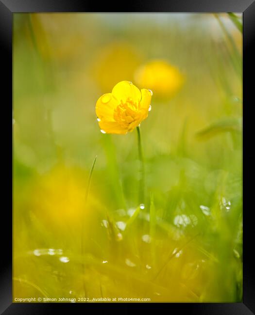 A close up of a  buttercup flower with morning dew Framed Print by Simon Johnson