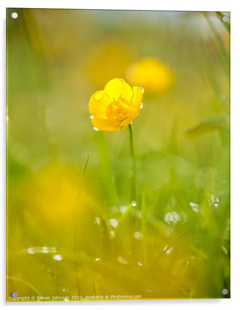 A close up of a  buttercup flower with morning dew Acrylic by Simon Johnson
