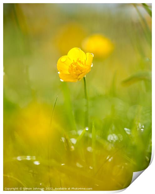A close up of a  buttercup flower with morning dew Print by Simon Johnson