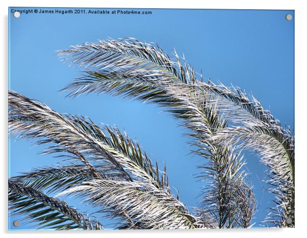 Palm Fronds in the Cyprus Sun Acrylic by James Hogarth