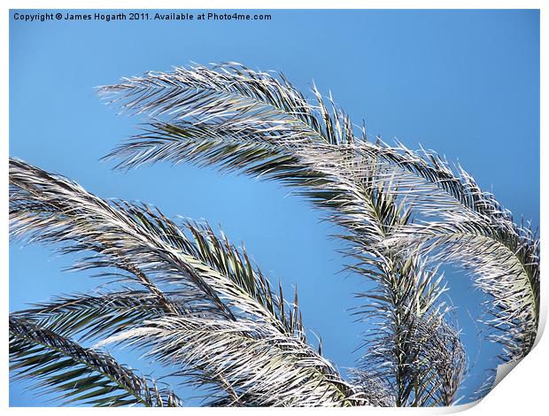 Palm Fronds in the Cyprus Sun Print by James Hogarth