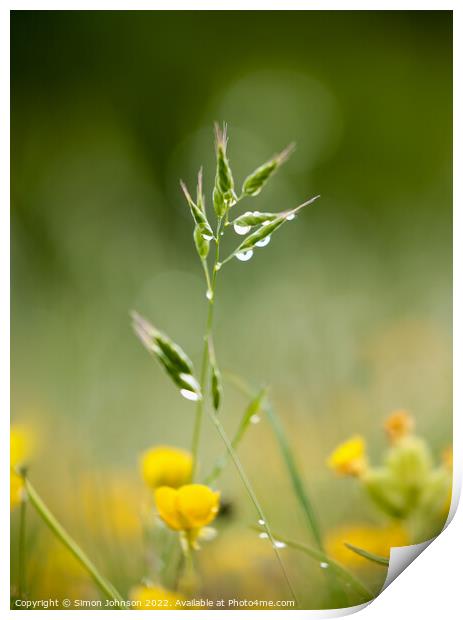 A close up of a grass with morning dew Print by Simon Johnson