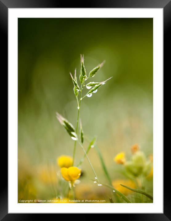 grass with morning dew Framed Mounted Print by Simon Johnson