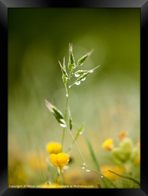 grass with morning dew Framed Print by Simon Johnson