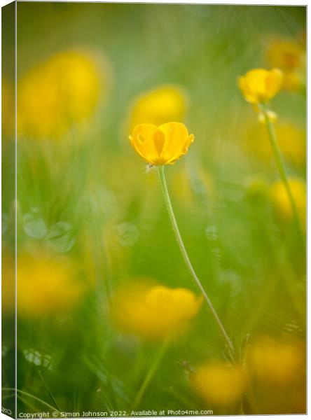 sunlit buttercup flower Canvas Print by Simon Johnson