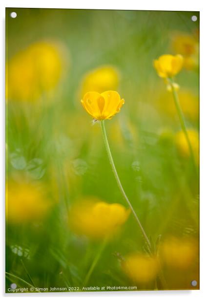 sunlit buttercup flower Acrylic by Simon Johnson