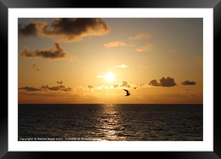 Sunset surprise Framed Mounted Print by Rachel Royal