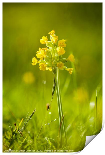 A close up of a flower Print by Simon Johnson