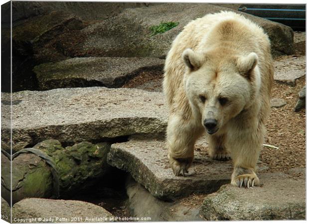 The Bear Is Awake Canvas Print by Judy Potter