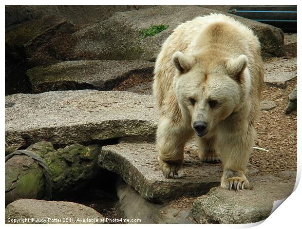 The Bear Is Awake Print by Judy Potter