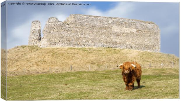 Highland Cow At Castle Roy Canvas Print by rawshutterbug 