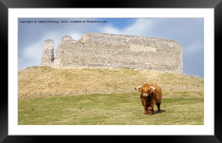 Highland Cow At Castle Roy Framed Mounted Print by rawshutterbug 