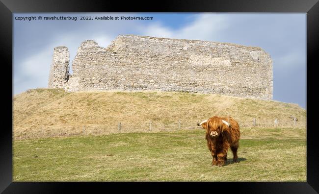 Highland Cow At Castle Roy Framed Print by rawshutterbug 