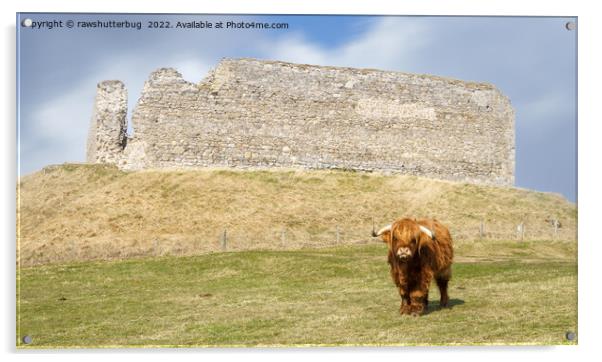 Highland Cow At Castle Roy Acrylic by rawshutterbug 