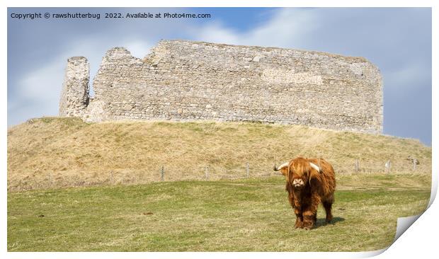 Highland Cow At Castle Roy Print by rawshutterbug 