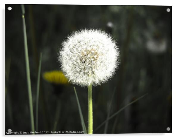 Selective focus shot of white dandelion Acrylic by Ingo Menhard
