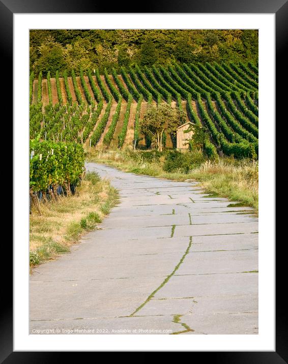 A beautiful view of the rows of vineyards in autumn Framed Mounted Print by Ingo Menhard