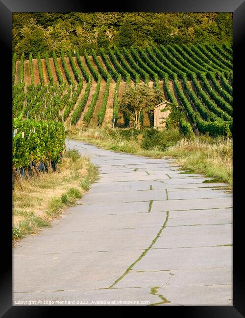 A beautiful view of the rows of vineyards in autumn Framed Print by Ingo Menhard
