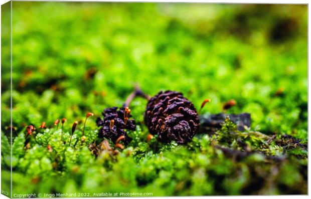 Shallow focus shot of pine cones on grass Canvas Print by Ingo Menhard