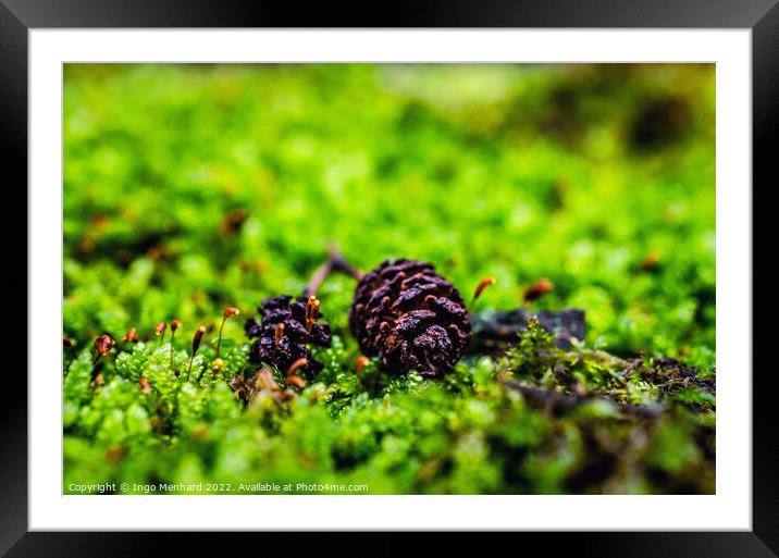 Shallow focus shot of pine cones on grass Framed Mounted Print by Ingo Menhard