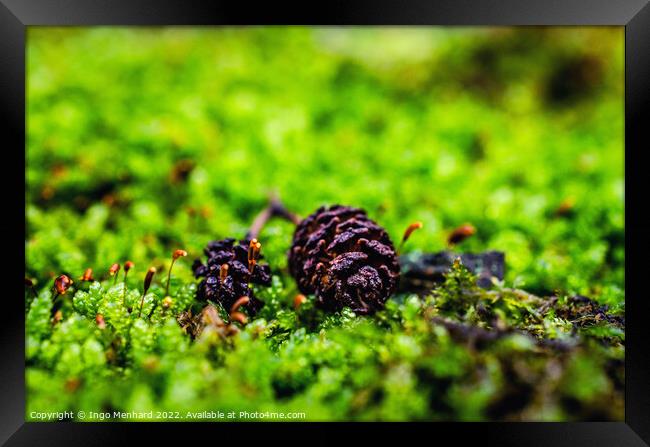 Shallow focus shot of pine cones on grass Framed Print by Ingo Menhard