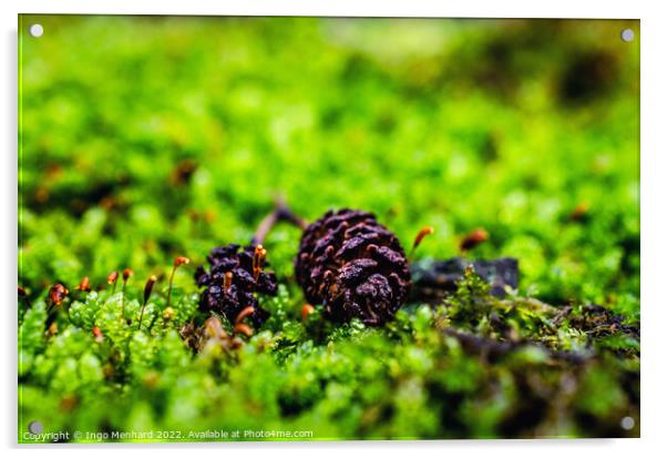 Shallow focus shot of pine cones on grass Acrylic by Ingo Menhard