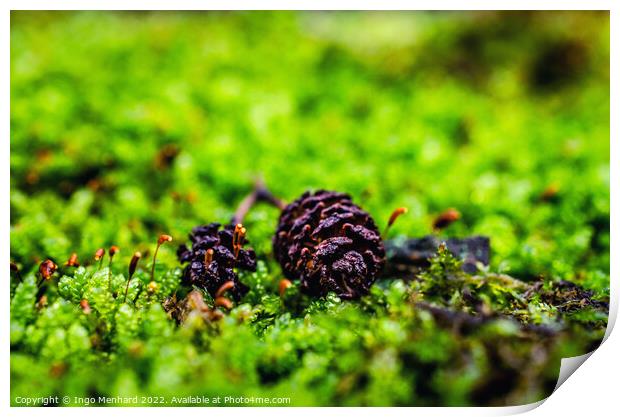 Shallow focus shot of pine cones on grass Print by Ingo Menhard
