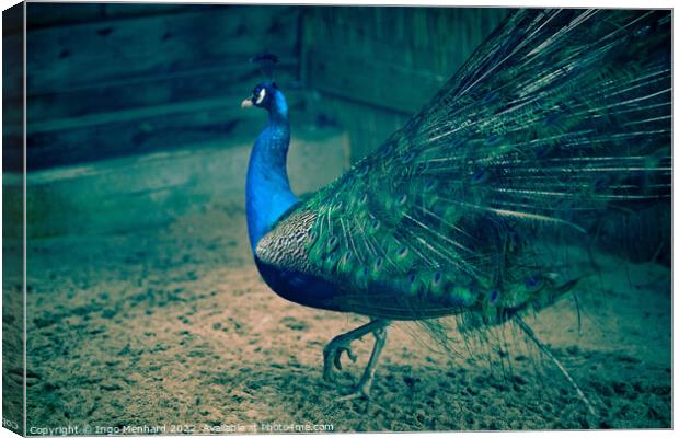 Selective focus shot of a beautiful peacock walking on the sandy ground Canvas Print by Ingo Menhard