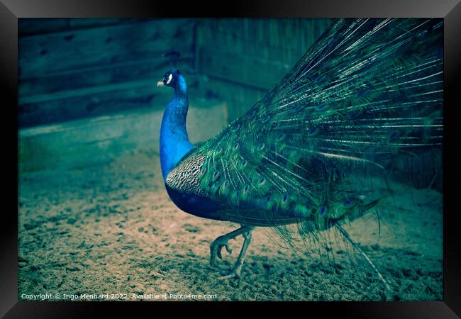 Selective focus shot of a beautiful peacock walking on the sandy ground Framed Print by Ingo Menhard