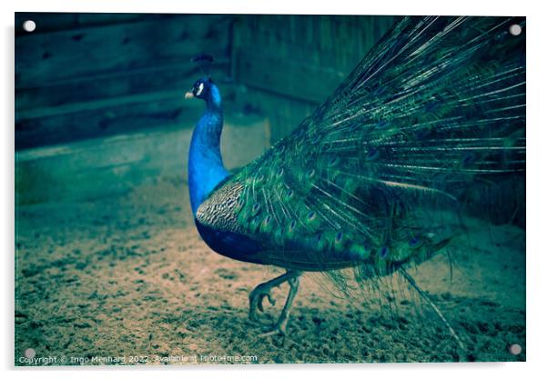 Selective focus shot of a beautiful peacock walking on the sandy ground Acrylic by Ingo Menhard