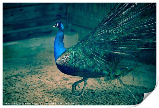 Selective focus shot of a beautiful peacock walking on the sandy ground Print by Ingo Menhard