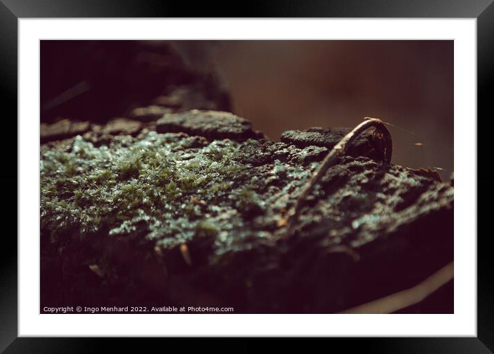 Selective focus shot of moss on stone Framed Mounted Print by Ingo Menhard