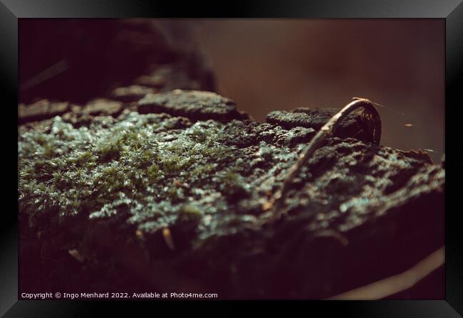Selective focus shot of moss on stone Framed Print by Ingo Menhard
