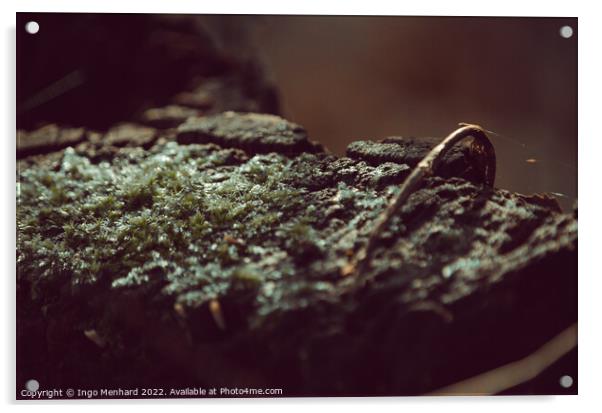 Selective focus shot of moss on stone Acrylic by Ingo Menhard