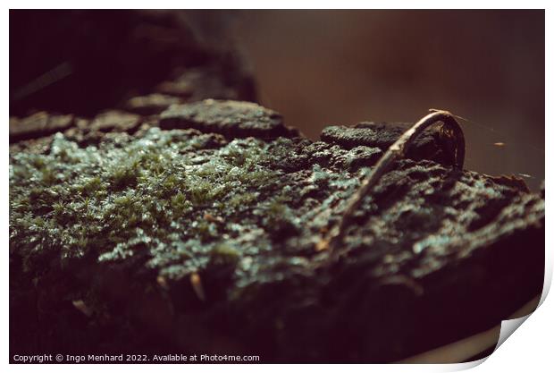 Selective focus shot of moss on stone Print by Ingo Menhard